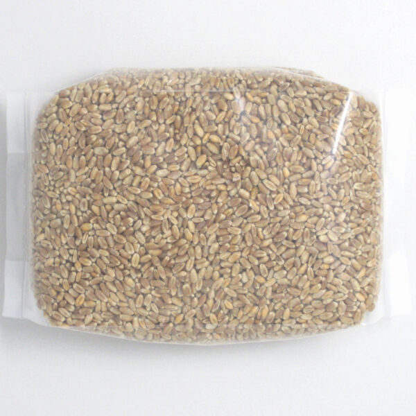 Wheat Kernels Hard - Image 3